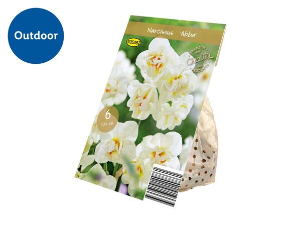 Premium Bulbs Narcissus "Abba"