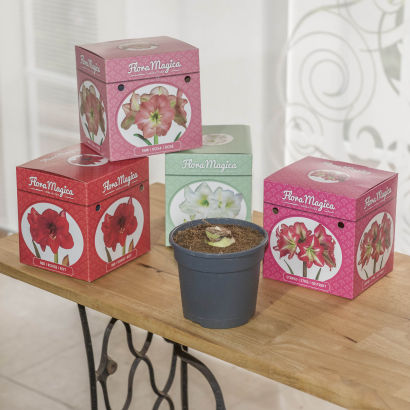 Plantekit til amaryllis