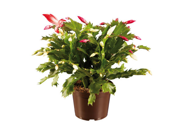 Schlumbergera Duo