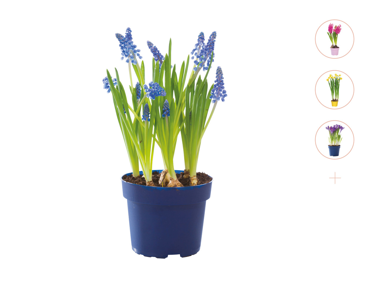 Potted Bulbs in Colourful Pot1