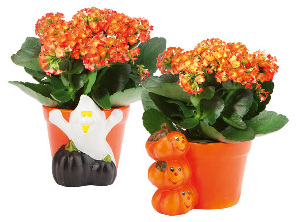 Kalanchoe in Halloweenkeramik