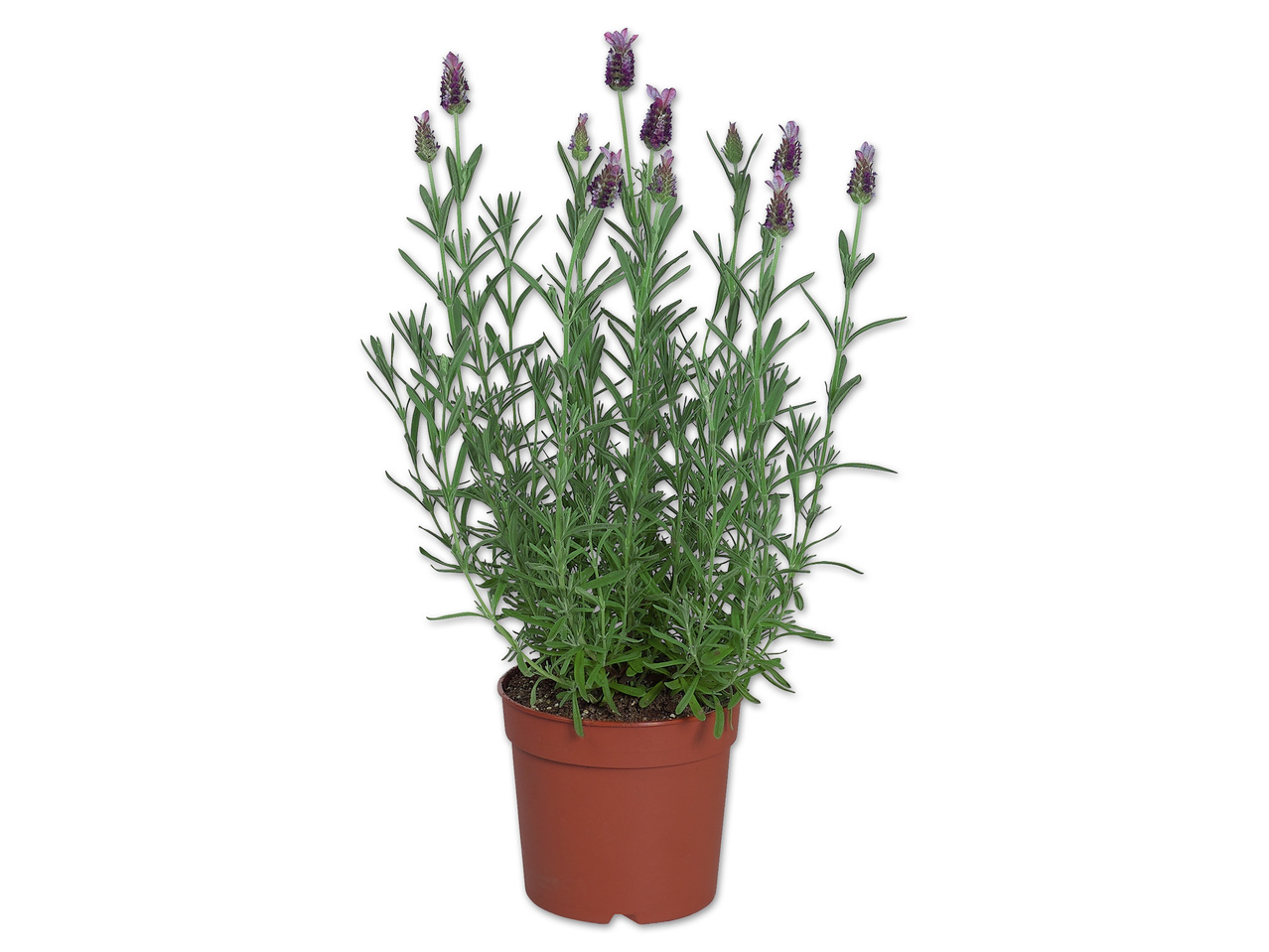 Lavendel stoechas