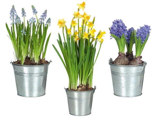 Blumenzwiebel im Zinkkübel