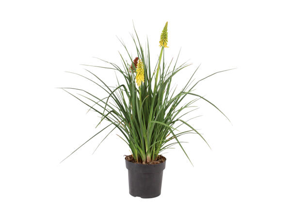 Kniphofia