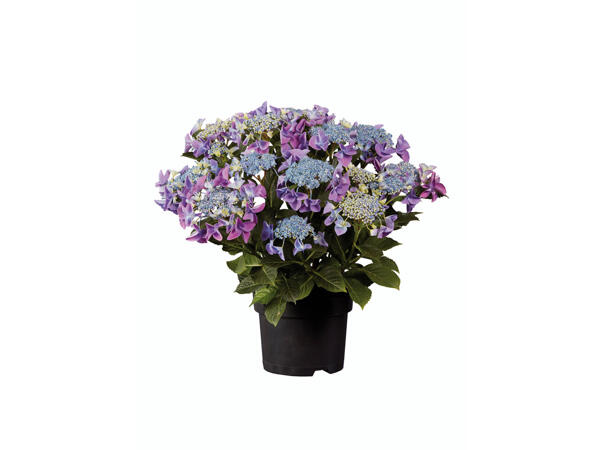 Hortensia