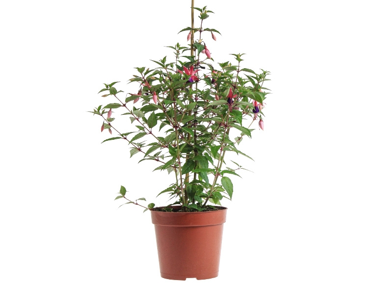 Fuchsien