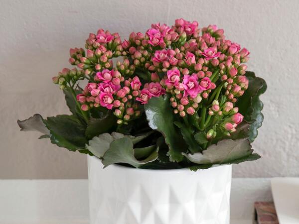 Stor Queen kalanchoe