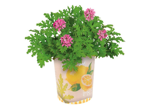 Fruit Plant