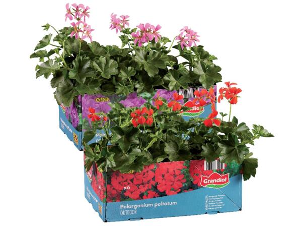 Geraniums