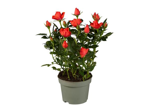 Mini Rose