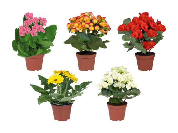 Plantes fleuries dans des sachets décoratifs