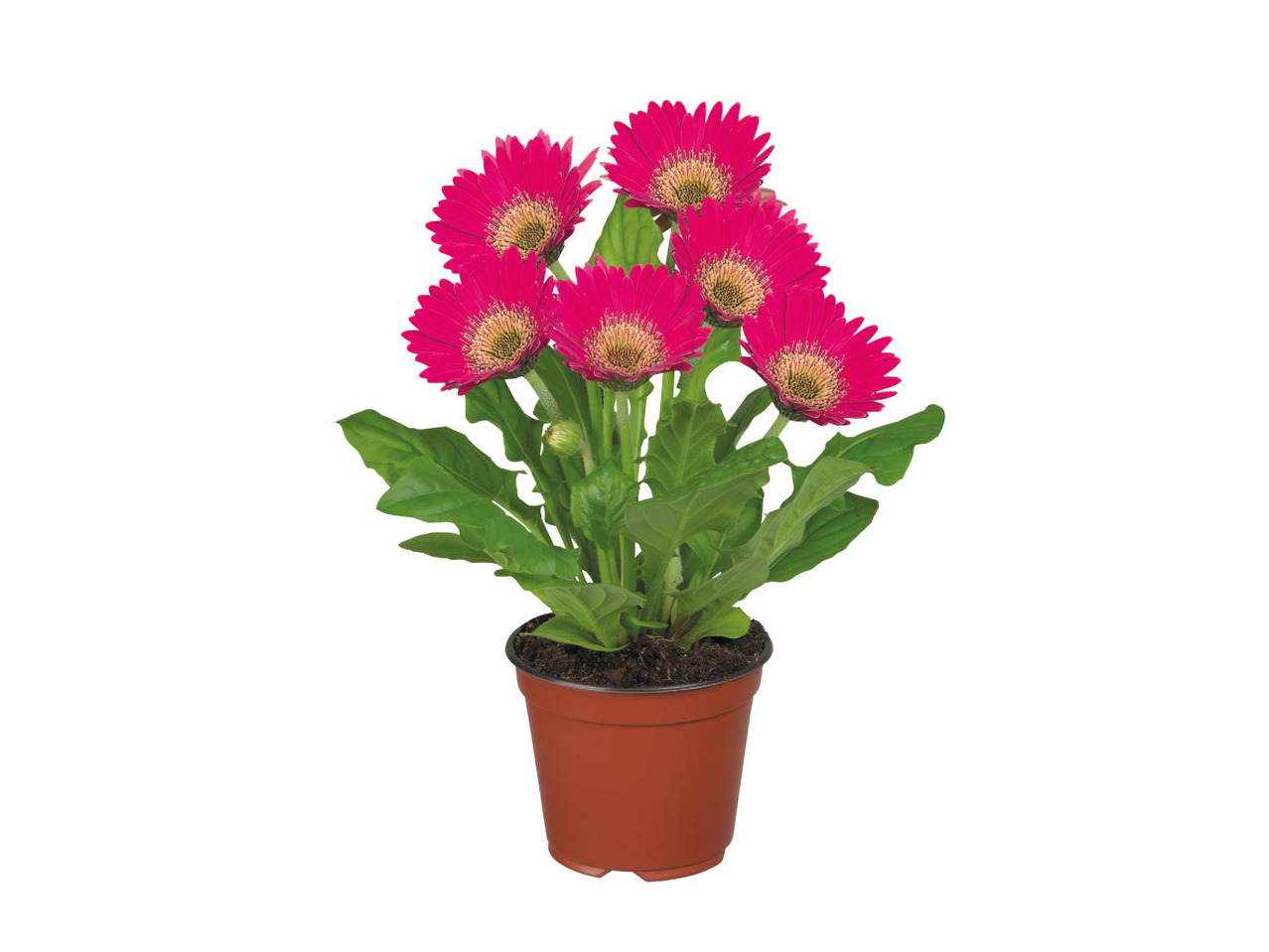 Flowering Plants1