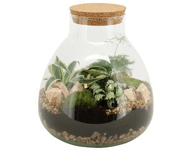 GARDENLINE Pflanzenterrarium