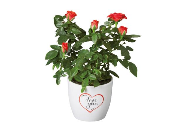 Mother's Day Potted Rose