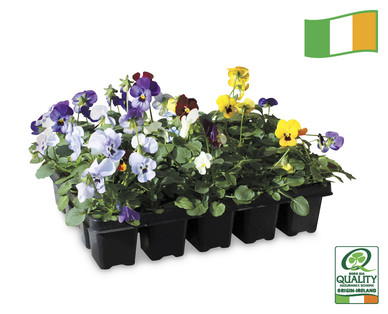 Irish 10 Pack Bedding Plants