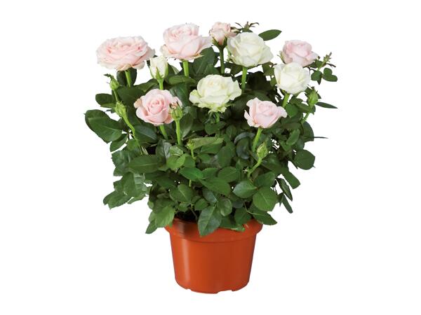 Duo de roses