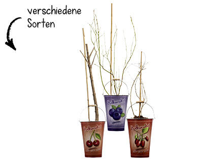 MINI OBSTBAUM