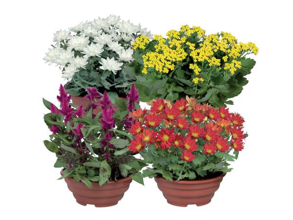 Flowering Plants
