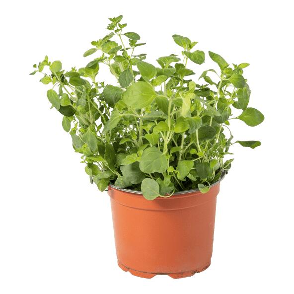 Plante aromatique bio