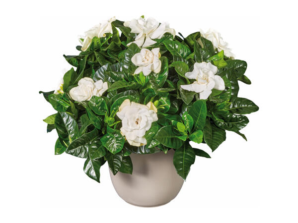 Jasmine and Stephanotis & Gardenia