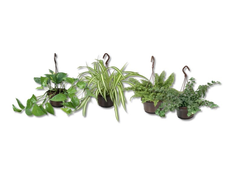 Plante de suspension (dès 25.8.)