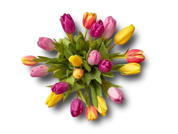 Rainbow Tulips