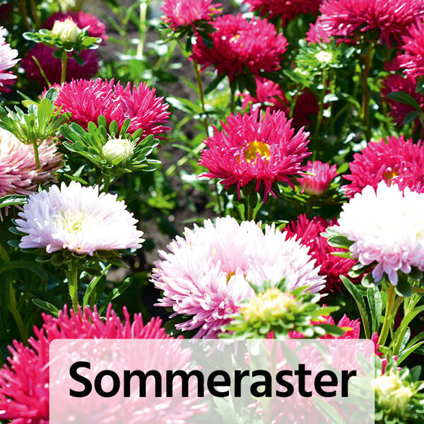 Sommer-Jungpflanzen