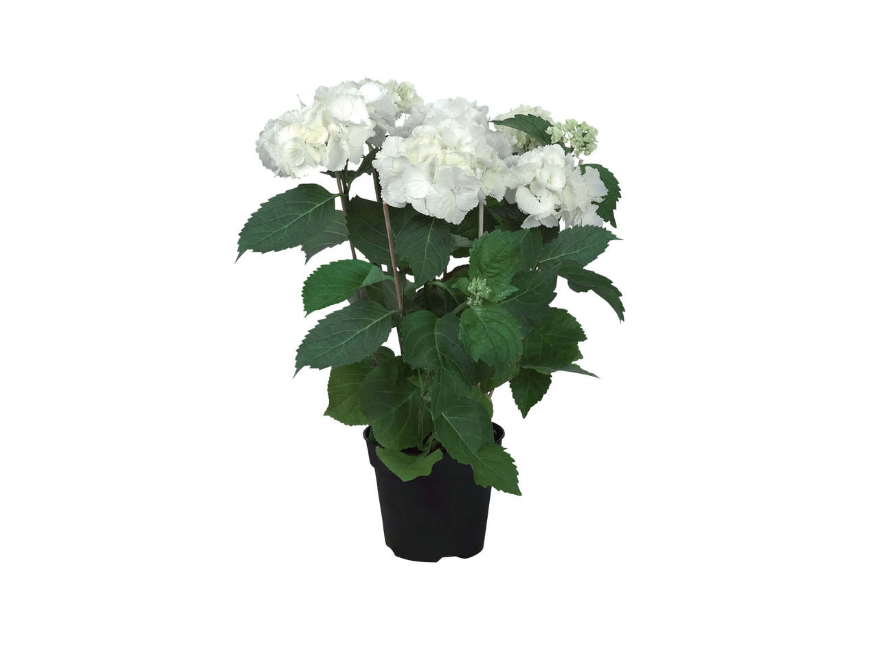 Hortensia