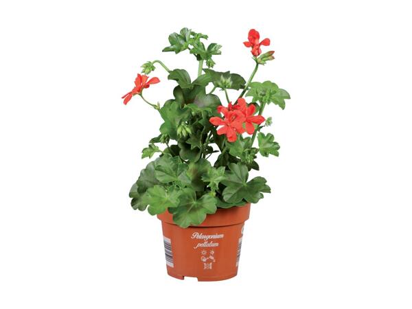 Variegated Geranium