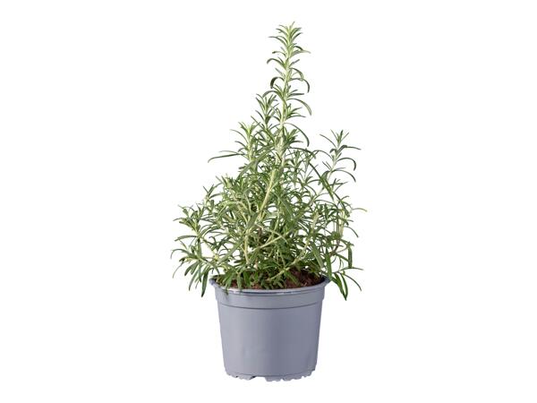 Rosemary or Lavender