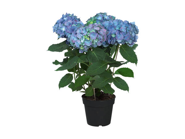 Hortensia