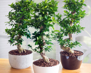 Riesen-Bonsai