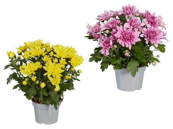 Chrysanthemen „Garden Mums"