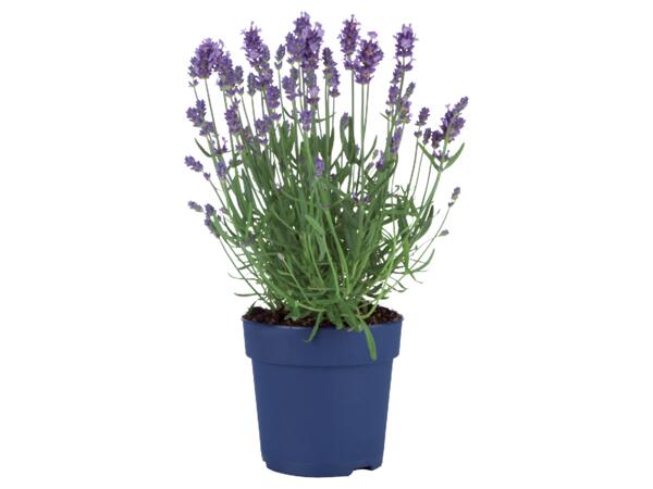 Lavendel