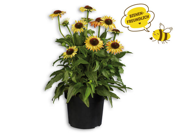 Echinacea (Sonnenhut)