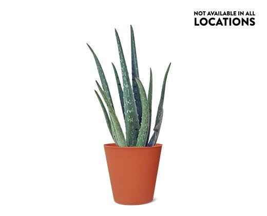 Aloe Vera Plant