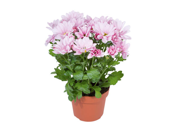 Chrysanthemums "Elle Fleur"