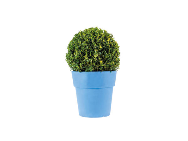 Box Tree Hedging1