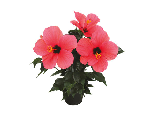 Hawaiiblomst