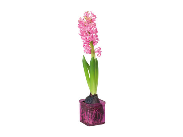 Hyacinth in Glass Pot