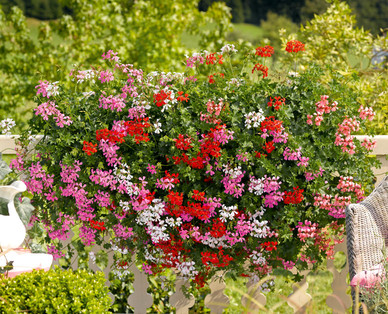 Pelargonien