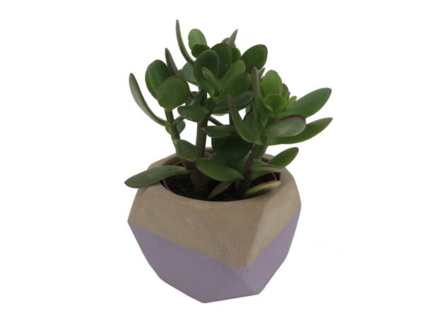 Succulent in Concrete Pot