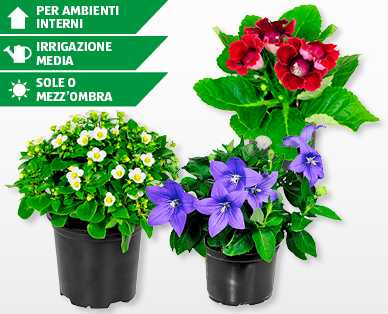 Mix di piante in fiore