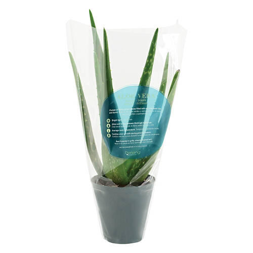 Aloe Vera Plant