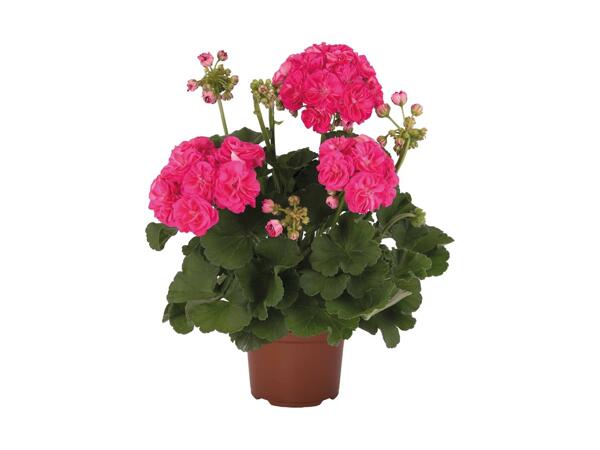 Pelargonie zonale