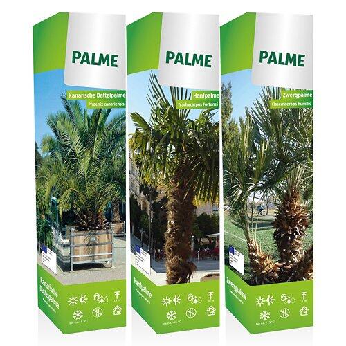 Palmenmix in Faltschachtel