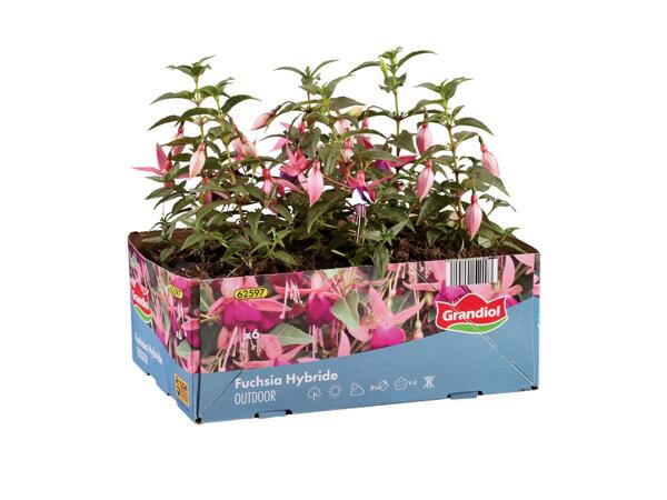 Fuchsia