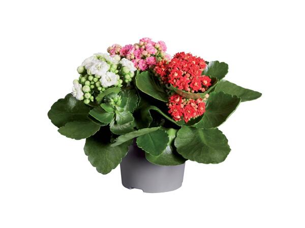Kalanchoe