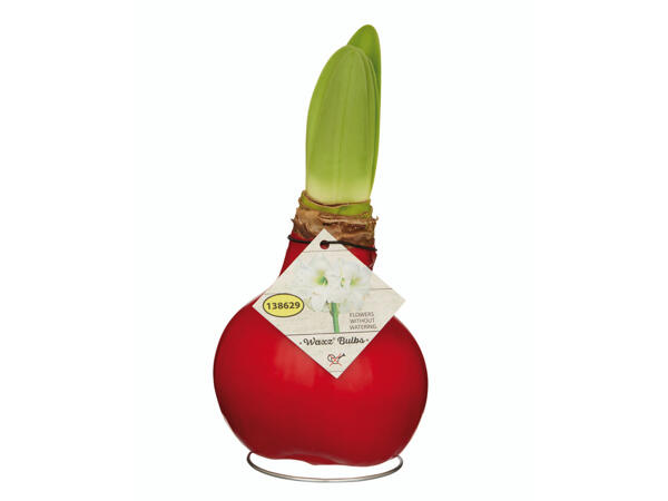 Amaryllis
