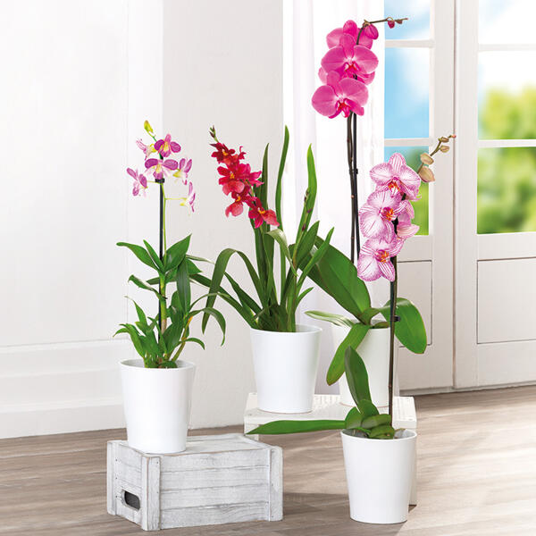 Orchideen-Mix